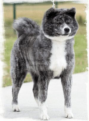 Criador de Akita Inu Japonés